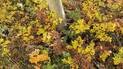 Tree trunk surrounded by dense autumn foliage with vibrant yellow, orange, and brown leaves