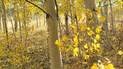Forest of slender trees with smooth pale bark and bright yellow autumn leaves