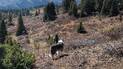 A dog standing on a hillside looking out over a landscape of autumn shrubs and scattered evergreen trees with mountains in the distance
