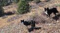 Two black and white dogs standing on a dry hillside with sparse bushes and evergreen trees in the background
