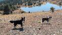 Two dogs standing on a rocky hillside with a small lake and evergreen trees in the background during autumn
