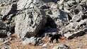 Two dogs standing among large, rugged rocks with patches of dry grass and small plants