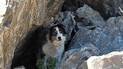 Black and white dog with striking blue eyes standing among large rocks and a small green plant