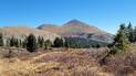 Mountain landscape with dry grass and dense evergreen trees under a clear blue sky