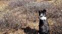 Black and white dog sitting on dry grass facing away, surrounded by brown leafless shrubs in autumn