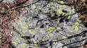 rock surface with patches of greenish-yellow lichen and shadows of nearby branches casting patterns over it