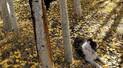 A black and white dog lying among yellow autumn leaves on the ground near several tree trunks with pale bark