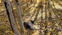 Black and white dog resting among aspen trees with golden fallen leaves on the ground and sunlight casting long shadows