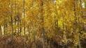 Sunlit forest of slender trees with bright yellow autumn leaves and brown underbrush