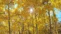Sunlight filtering through a dense grove of trees with bright yellow autumn leaves against a clear blue sky