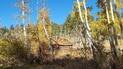 Small wooden cabin surrounded by tall aspens with yellow autumn leaves under a clear blue sky