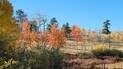 Hillside with trees displaying vibrant autumn foliage in shades of orange, yellow, and red under a clear blue sky