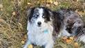 black and white dog with striking blue eyes lying in dry grass and fallen yellow leaves
