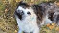 black and white dog with bright blue eyes lying on grass and fallen leaves, looking up