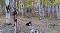 Black and white dog resting on the ground among tall aspen trees with yellow autumn leaves