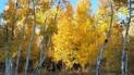 Tall white-barked trees with bright yellow autumn leaves against a clear blue sky