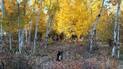 Black and white dog sitting quietly among autumn grasses in a forest of white-barked trees with bright yellow leaves