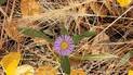 Purple flower with yellow center surrounded by dry grass, fallen yellow leaves, and green leaves on the ground