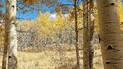 Cluster of aspen trees with golden yellow leaves under a bright blue sky in a grassy meadow