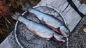 Two freshly caught fish lying on a black fishing net placed on a weathered wooden surface outdoors with autumn foliage visible in the background