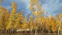 Yellow aspen trees with white bark under a partly cloudy blue sky in autumn