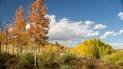 Trees with vibrant yellow and orange autumn leaves under a partly cloudy blue sky