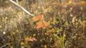 Close-up of a small branch with orange and red autumn leaves against a blurred background of yellow and brown foliage