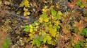 Shrubs with yellow and green leaves intermixed with brown foliage and red berries in an autumnal forest setting