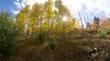 Sunlight filtering through a cluster of golden autumn trees on a hillside with dry grass and a black and white dog walking on a narrow trail