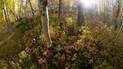 Sunlight filtering through a dense grove of aspens with yellow and orange autumn leaves covering the forest floor