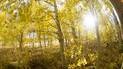 Sunlight shining through a dense grove of aspen trees with vibrant yellow autumn leaves