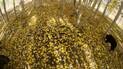 Yellow autumn leaves scattered on the ground in a forest of slender white-barked trees with two dogs sniffing among the trees