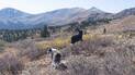 Two dogs walking through a mountain meadow with yellow and brown foliage, surrounded by evergreen trees and rocky peaks in the background under a clear sky