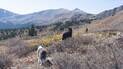 Two dogs walking through a rocky mountain landscape with sparse autumn vegetation and distant peaks under clear sky