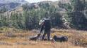 Person wearing a white hat and carrying a backpack bending down to pet one of three dogs in a grassy mountain meadow with evergreen trees and hills in the background
