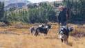Man wearing a hat and carrying a backpack and walking stick, hiking with three dogs in a dry grassy landscape with pine trees and mountains in the background