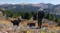 Person wearing a large backpack and hat stands on a rocky outcrop overlooking a mountainous landscape with three dogs nearby, surrounded by autumn-hued shrubs and evergreen trees