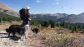 Person with a large backpack and walking stick standing on a rocky hillside with three dogs, overlooking a valley filled with evergreen trees and mountains under a clear blue sky