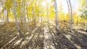 Sunlight streaming through a grove of tall, slender aspen trees with bright yellow autumn leaves, casting long shadows on the forest floor covered in fallen leaves