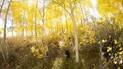 Black and white dogs walking through a sunlit forest of yellow-leaved trees and shrubs in autumn