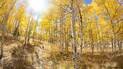 Sunlit forest with tall slender trees showcasing bright yellow autumn leaves and a narrow leaf-strewn trail winding through the landscape
