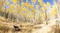 Two dogs resting in a sunlit forest clearing surrounded by tall trees with bright yellow autumn leaves