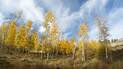 Tall aspen trees with bright yellow autumn leaves under a partly cloudy blue sky