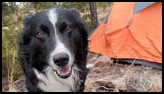 Black and white dog standing on a rock near an orange tent in a forested camping area