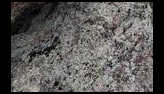 Close-up of a large rock surface covered with various lichens in shades of gray, green, and black, with some trees visible in the background