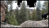 Black and white dog standing on a large rock surrounded by tall pine trees and other large boulders in a forested mountain area