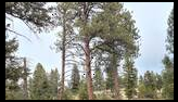 Tall pine trees standing on a grassy hillside under a pale, cloudy sky