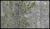 Tall pine trees with snow falling heavily around them creating a wintry forest scene
