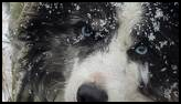 black and white dog with blue eyes and snowflakes on its fur in a snowy outdoor setting