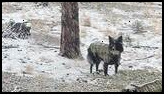 Two dogs wearing plaid jackets standing among sparse trees on a light snowy ground